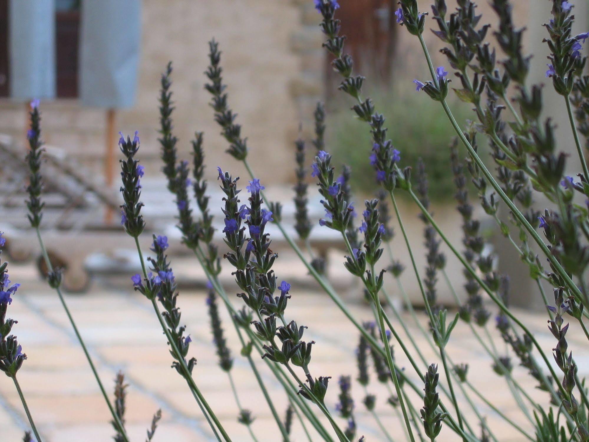Auberge Provence Hermanus Ngoại thất bức ảnh
